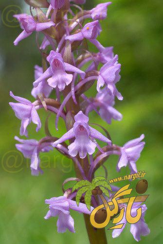 ثعلب پروانه ای